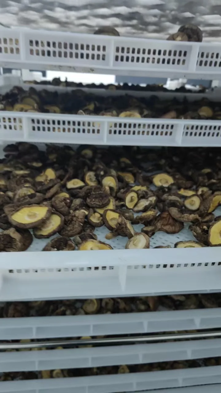 食品、农产品与工业材料烘干DY156、DY240、DY480 烘干除湿机及辅助热源现场图 3