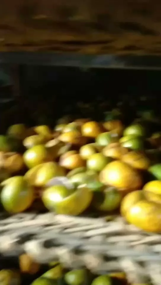 陈皮加工现场照片 3
